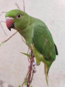 Free Stock Photo of Gaze Parrot