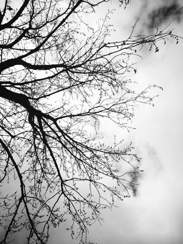 Free stock image of Sky Tree Branches created by Nature Backgrounds