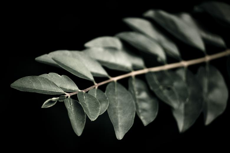 Free stock image of Dark Green Plant created by Photostockeditor