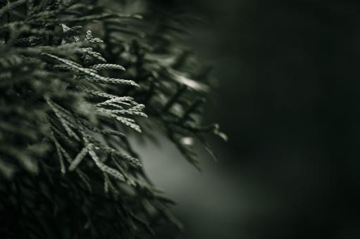 Dark Green Plant