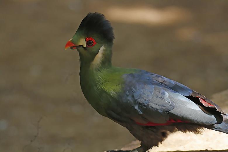 Free stock image of White Cheek Turaco created by sylvester alphonso