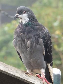 Domestic Pigeon