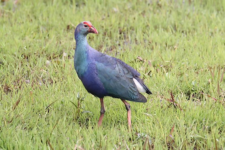 Free stock image of Purple Swamphen created by sylvester alphonso