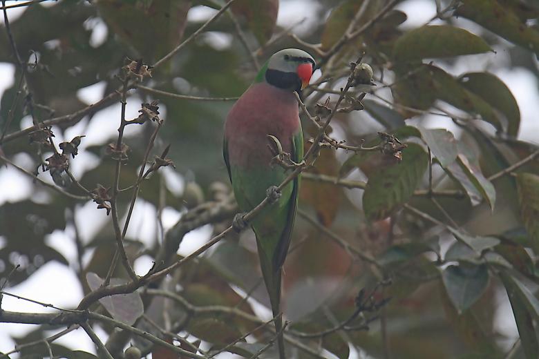 Free stock image of Red Breasted Parakeet created by sylvester alphonso