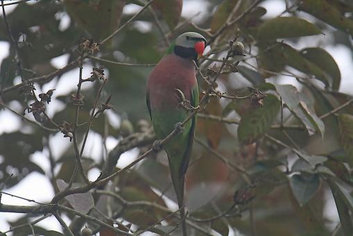 Red Breasted Parakeet