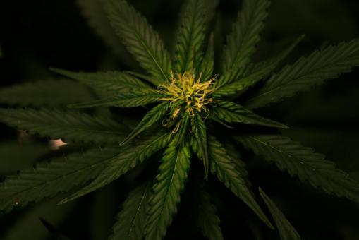Weed Delivery NYC - Fast & Reliable Cannabis Delivery Service