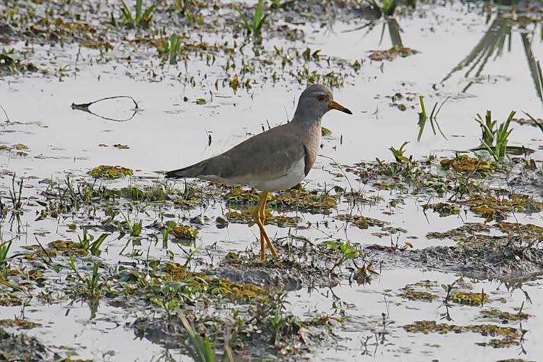 Free stock image of Grey Head Lapwing created by sylvester alphonso