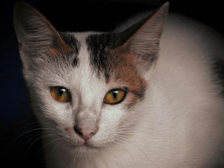 "Eyes that speak volumes."