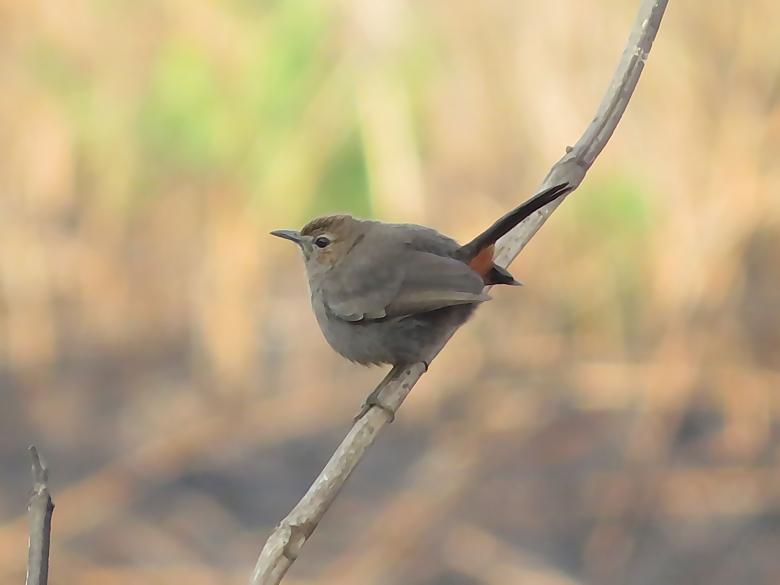 Free stock image of Indian Robin created by sylvester alphonso