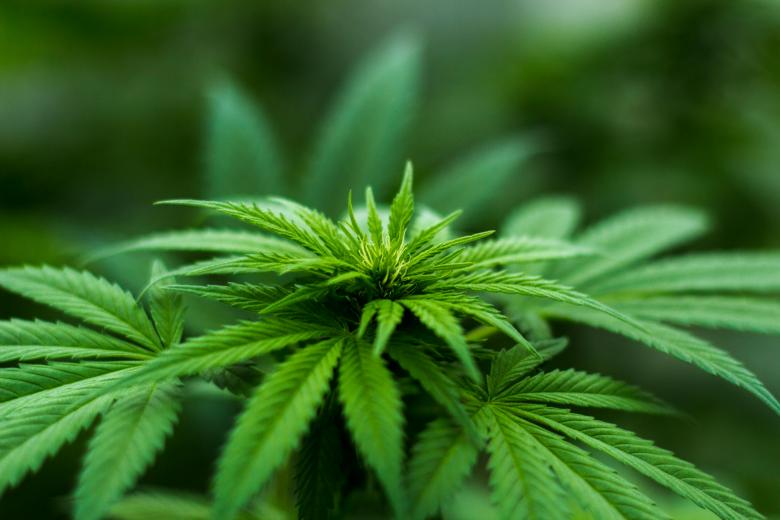 Free stock image of Medical Marijuana created by LeaflyWeedNYC