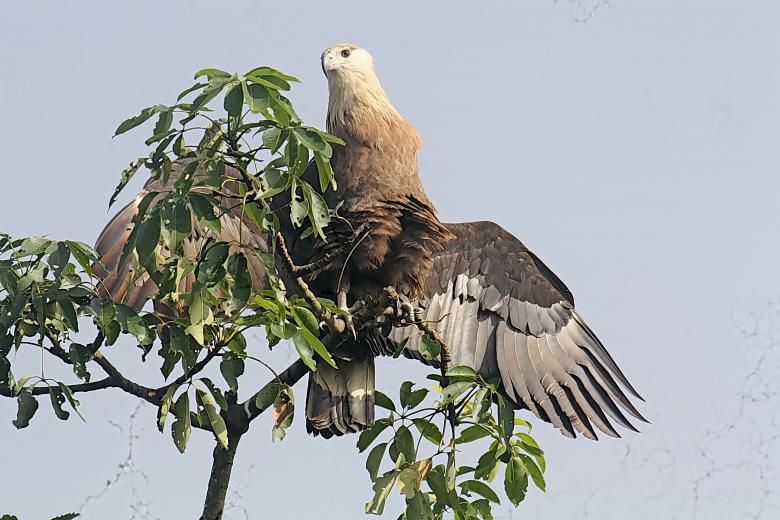 Free stock image of pallasis fish eagle created by sylvester alphonso
