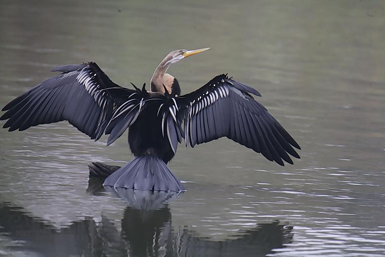 Free stock image of Darter created by sylvester alphonso