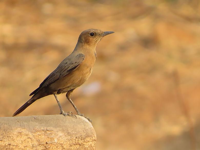 Free stock image of Rufous Tailed Lark created by sylvester alphonso