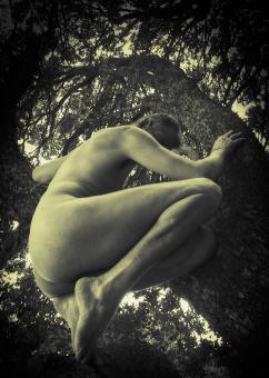 Ape on the tree