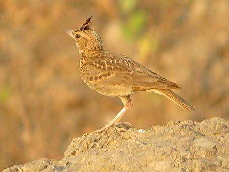 Malabar lark