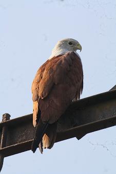 Brahminy  Kite