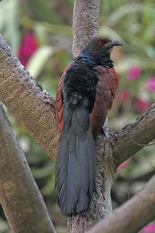 Greater Coucal