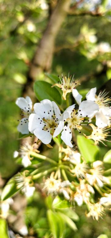 Free stock image of White flower created by Alen