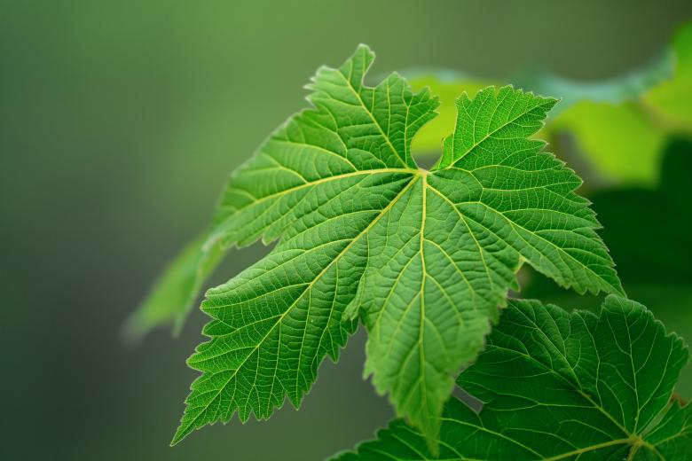 Free stock image of Fresh Maple Leaves created by Resource Boy