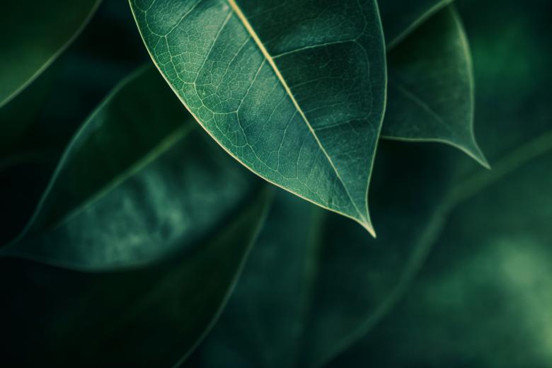 Free stock image of Dark Green Foliage created by Resource Boy