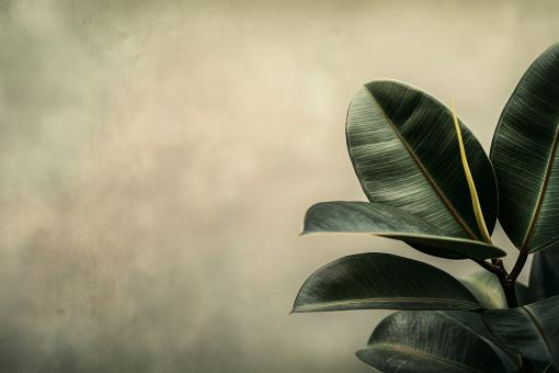 Tropical Leaf Close-Up