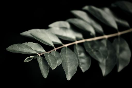 Dark Forest