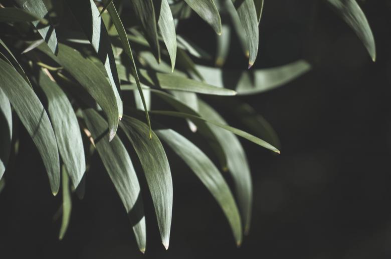 Free stock image of Dark Forest created by Photostockeditor