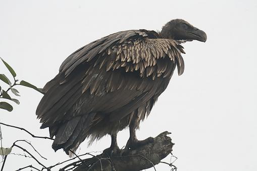 Himalayan Griffon Vulture