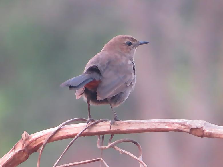 Free stock image of Indian Robin created by sylvester alphonso