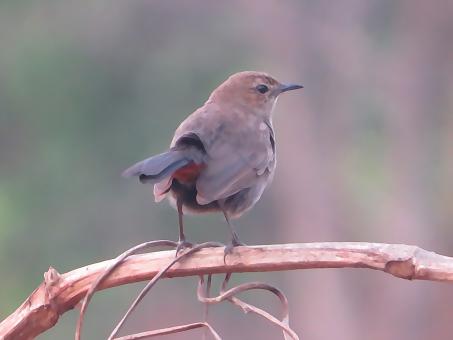 Indian Robin