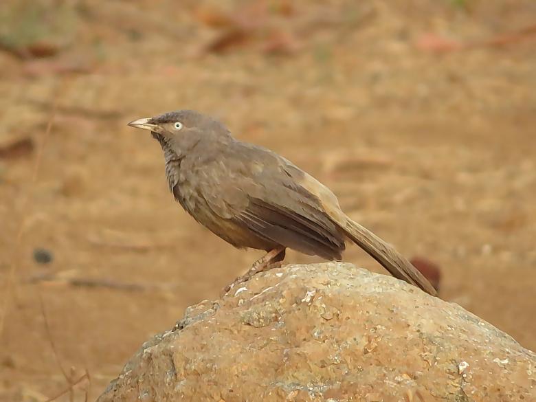Free stock image of Jungle Babbler created by sylvester alphonso
