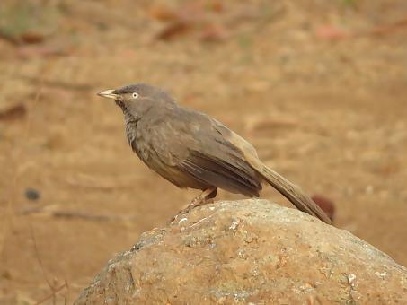 Jungle Babbler