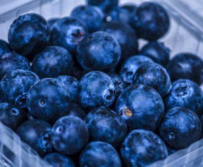 Fresh Blue Berries