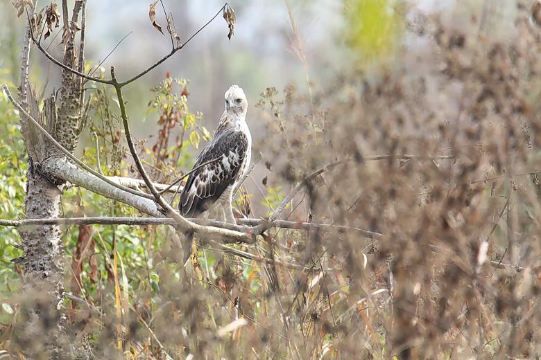 Free stock image of Changeable Hawk Eagle created by sylvester alphonso