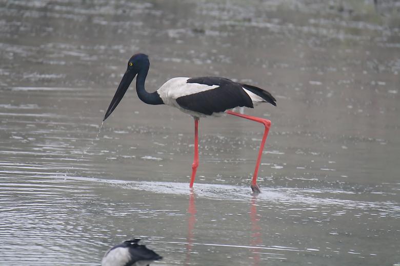 Free stock image of Black Neck Stork created by sylvester alphonso