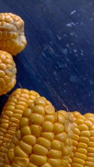 This photo of young sweet corn in yellow on a black background w