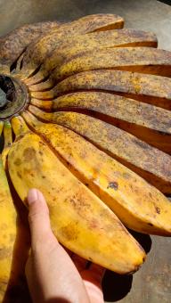 A banana with a close-up, against a black background, A banana f