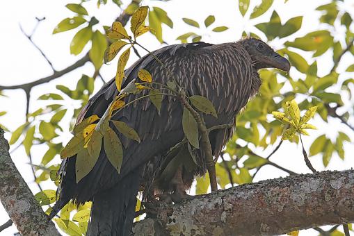 Himalayan Griffon Vulture