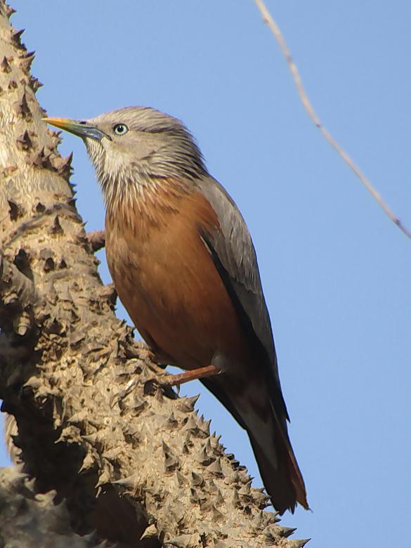Free stock image of Chestnut Tailed Starling created by sylvester alphonso