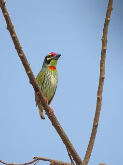 Copper Smith Barbet