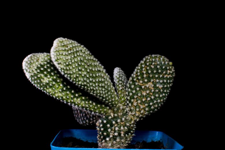 Free stock image of Cactus Macro created by Photostockeditor