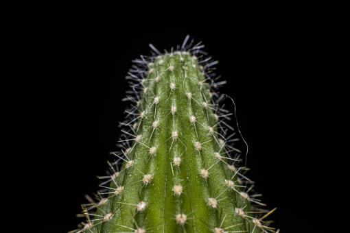Cactus Macro