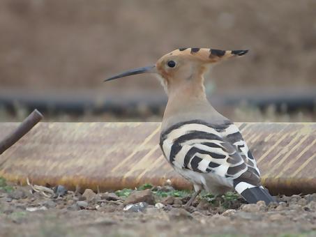 Common Hoopoe