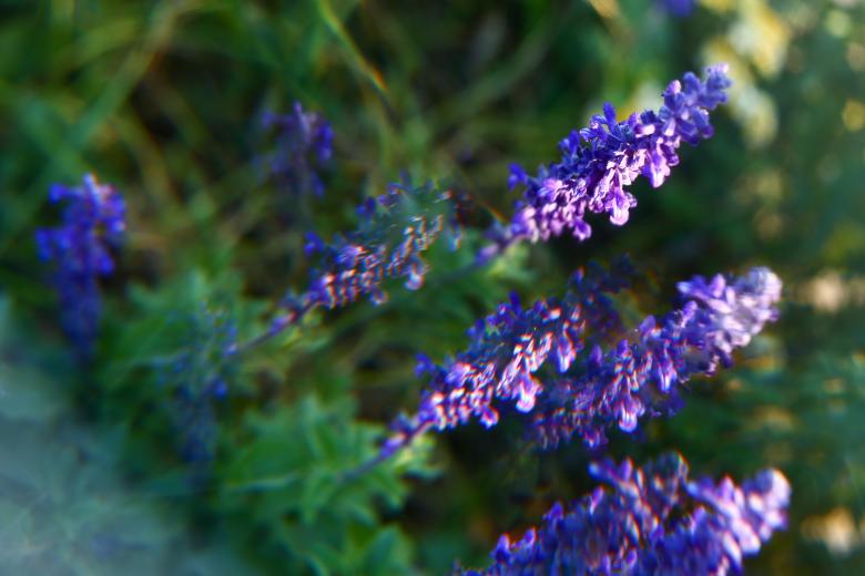 Free stock image of Lavender Sage  created by Alyssa Fritch