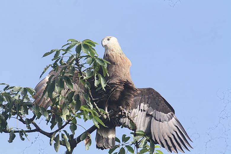 Free stock image of Palas Fish Eagle created by sylvester alphonso