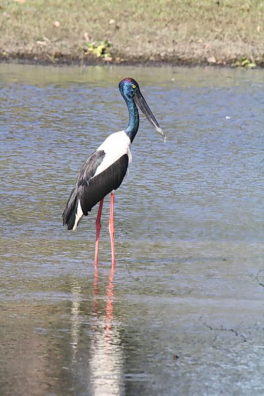 Free stock image of Black Neck Stork created by sylvester alphonso