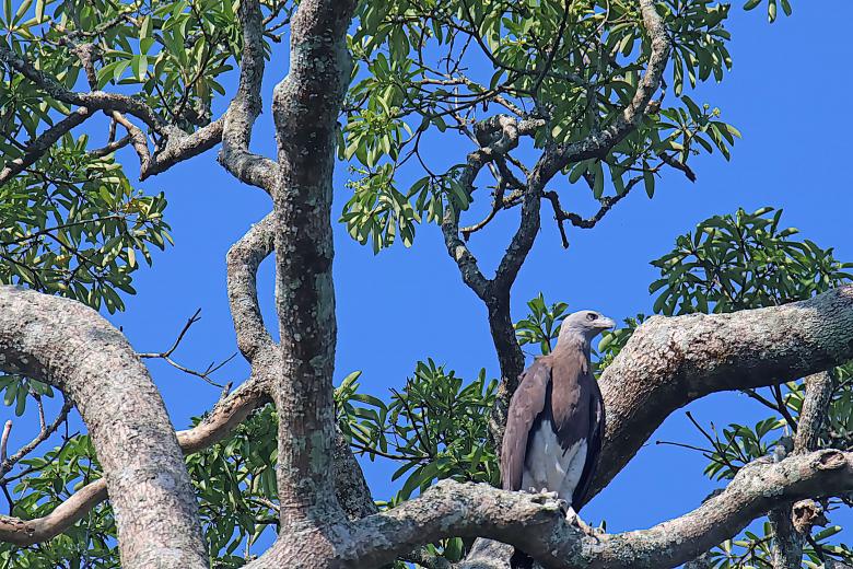 Free stock image of grey head fish eagle created by sylvester alphonso