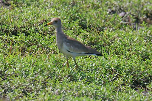 Grey Head Lapwing