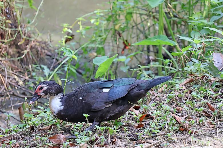 Free stock image of Muscovy Duck created by sylvester alphonso