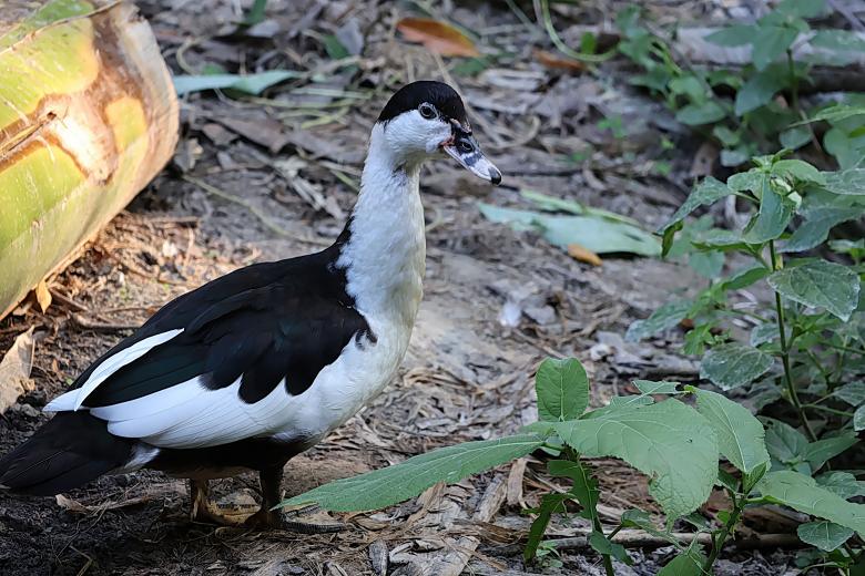 Free stock image of Domestic Muscovy Duck created by sylvester alphonso